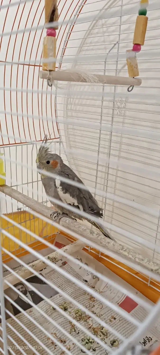 عروس هلندی|پرنده|کیاشهر, |دیوار