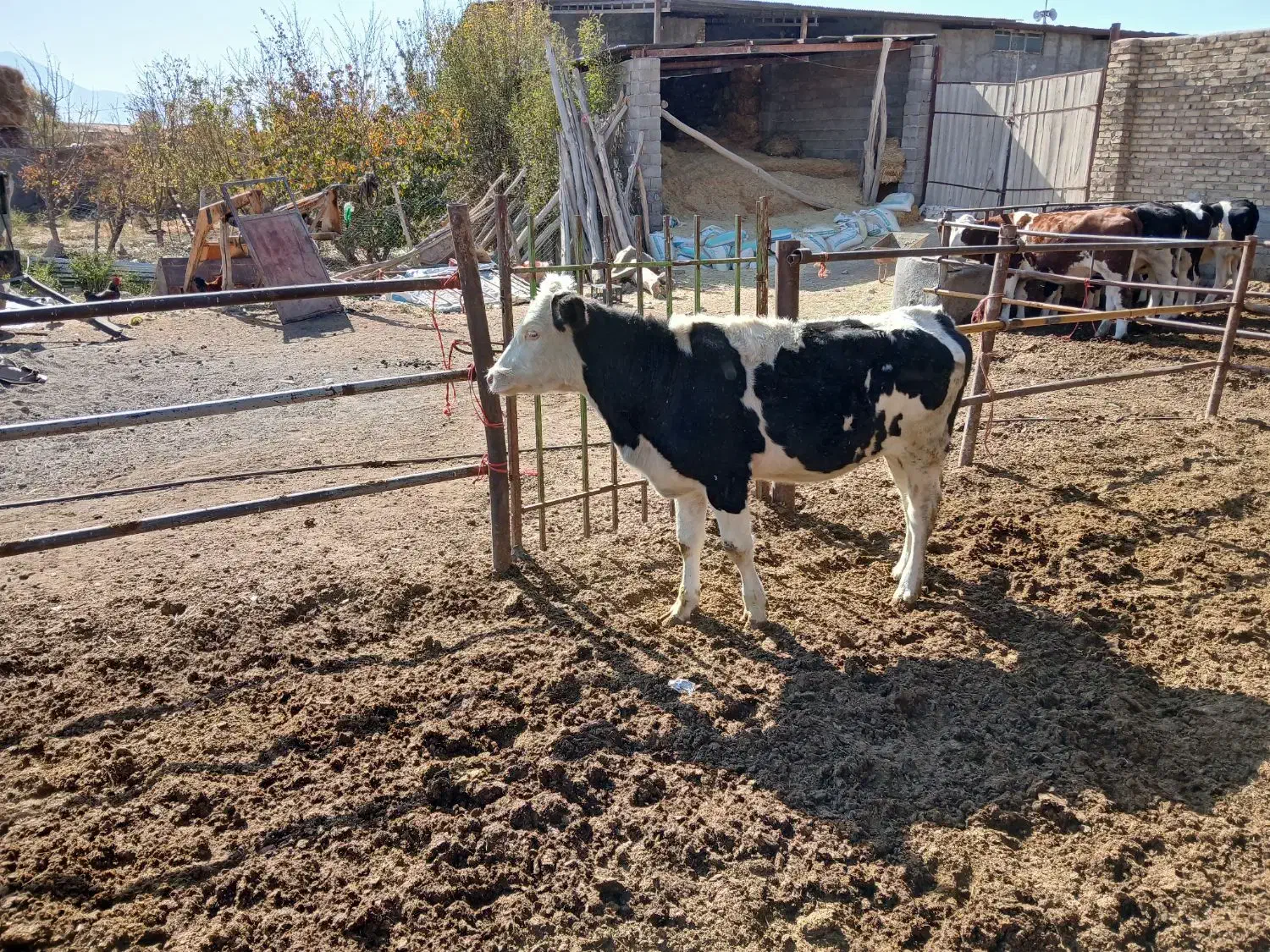 گوساله سیمینتال|حیوانات مزرعه|قیدار, |دیوار