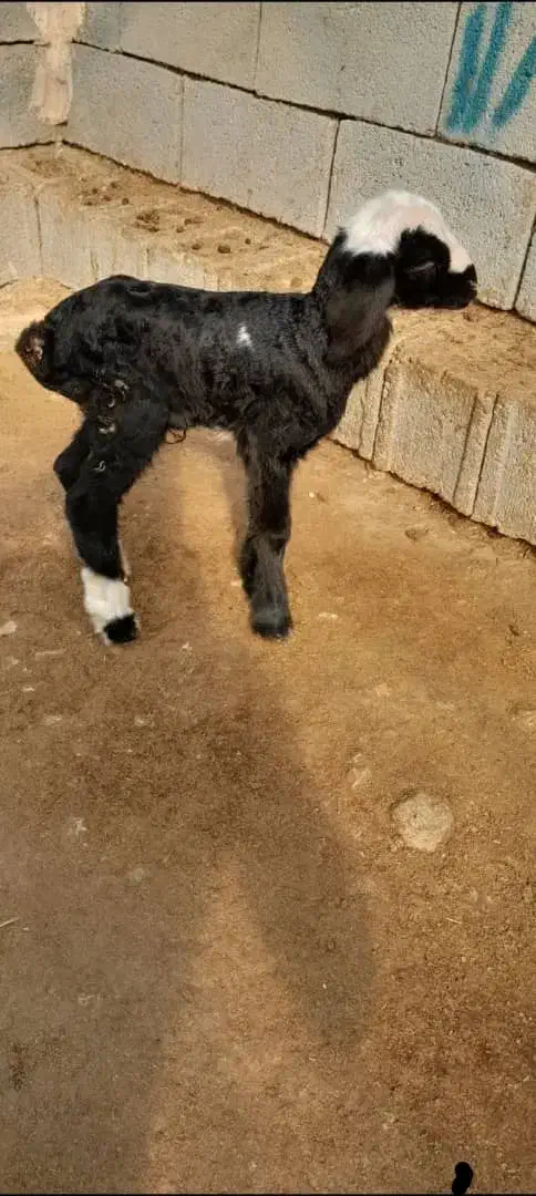 بره شیری|حیوانات مزرعه|خفر, |دیوار