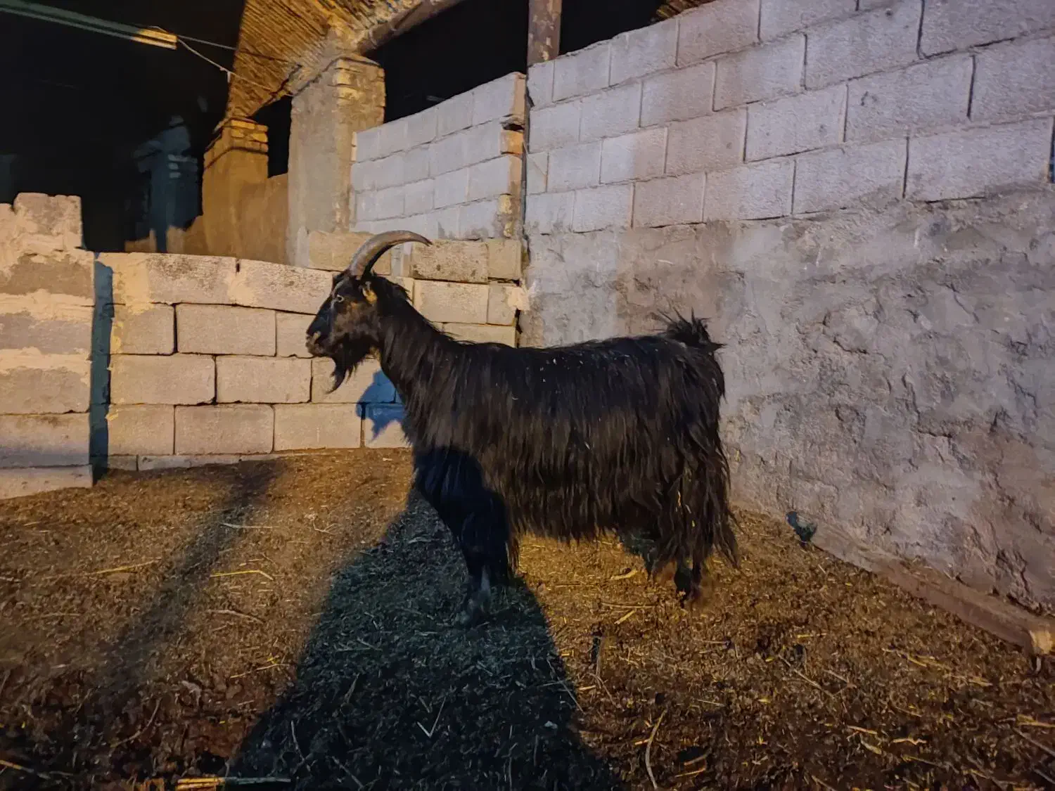 بز زایده|حیوانات مزرعه|مبارکه, |دیوار