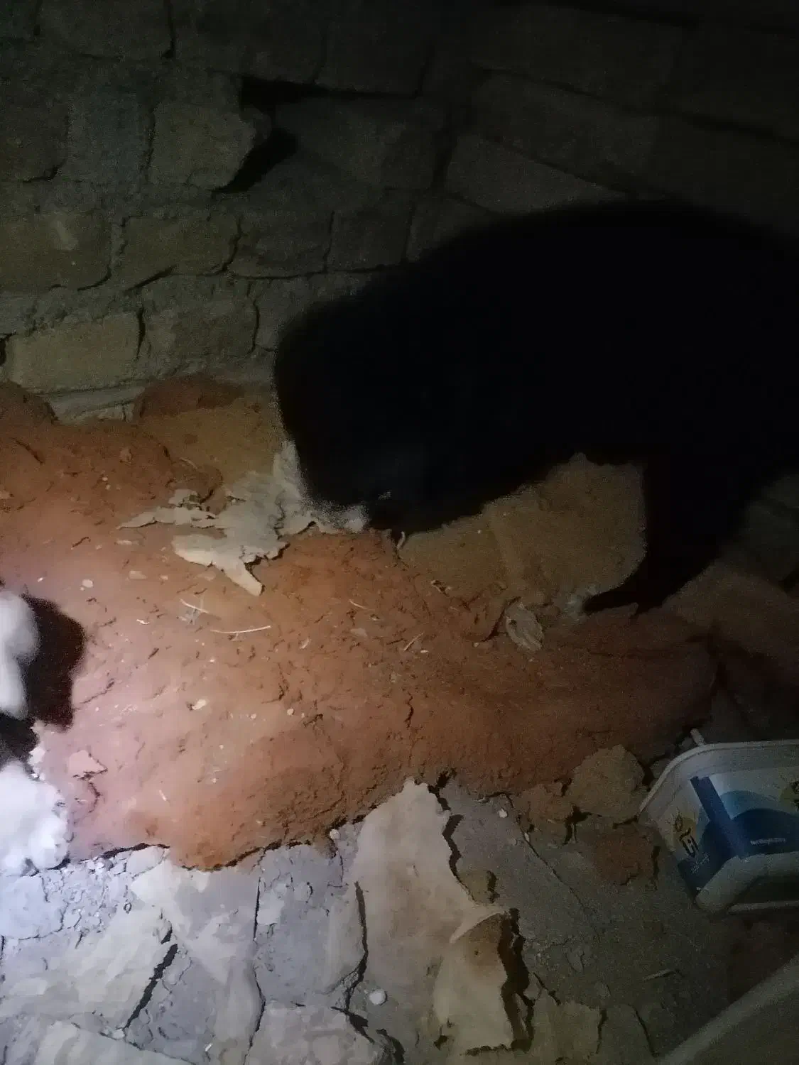 گمشده|حیوانات|سبزوار, باهنر|دیوار