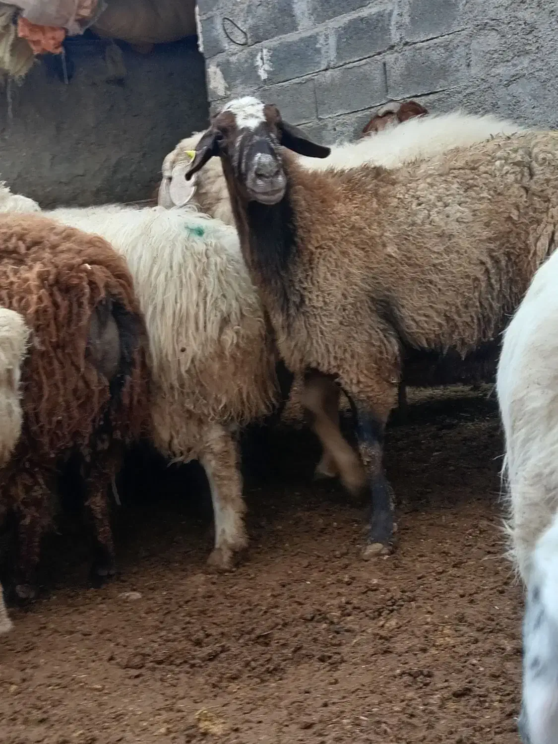 میش جوان چاق|حیوانات مزرعه|شیروان (خراسان), |دیوار