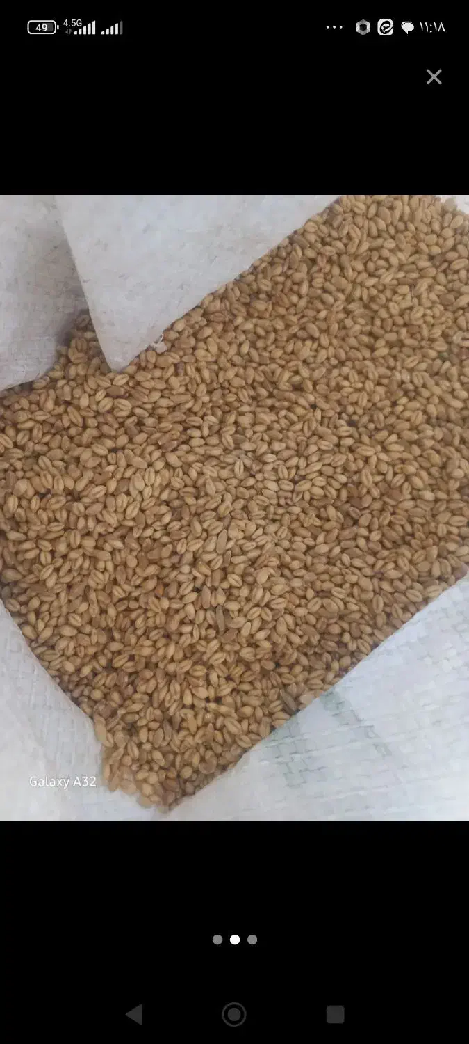 گندم دیم|خوردنی و آشامیدنی|سرولایت, |دیوار