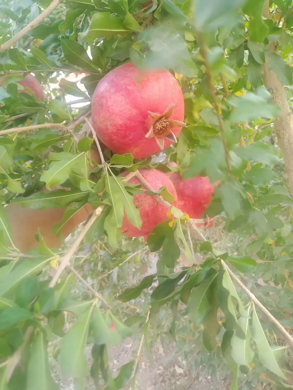 انار شهرضا|خوردنی و آشامیدنی|شهرضا, |دیوار