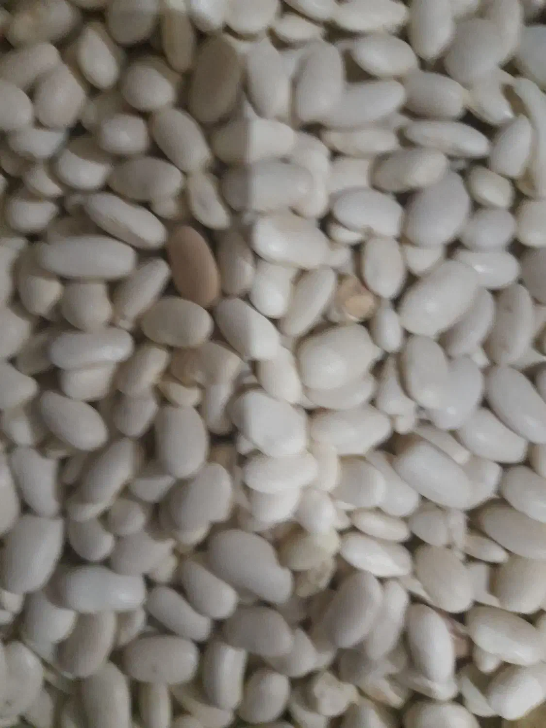 خرید و فروش انواع حبوبات|خوردنی و آشامیدنی|بابا حیدر, |دیوار