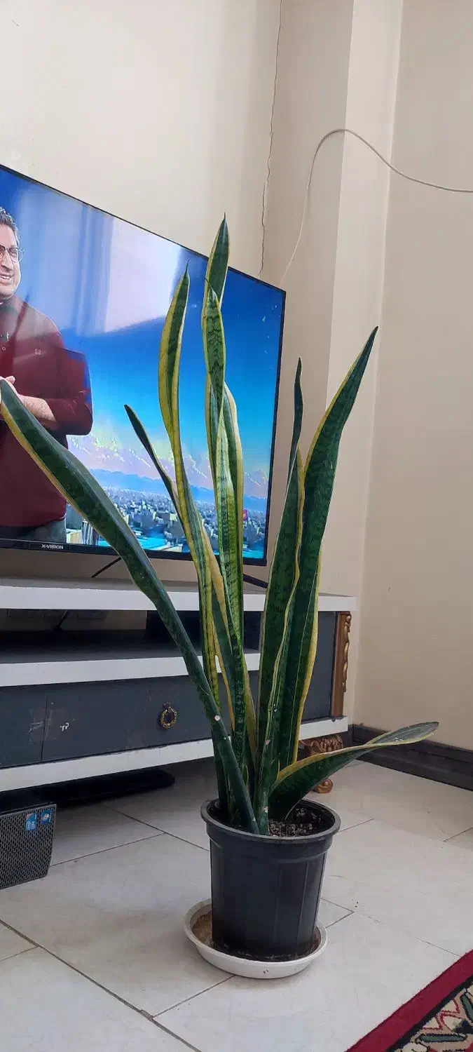 گل سانسوریا|گل و گیاه طبیعی|اصفهان, چرخاب|دیوار