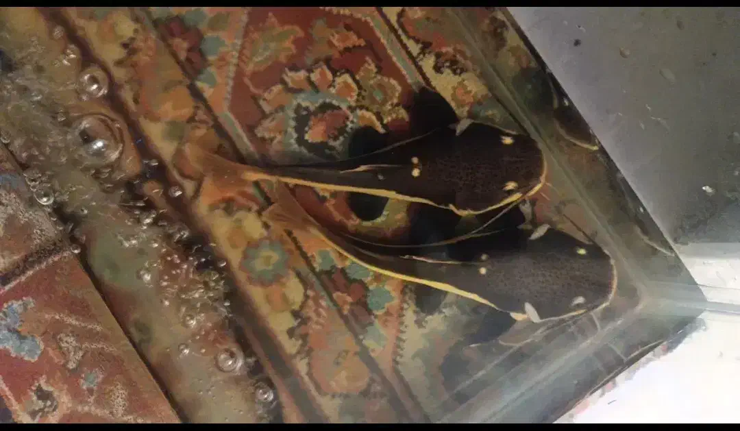 ماهی ردتیل|ماهی|اردبیل, |دیوار