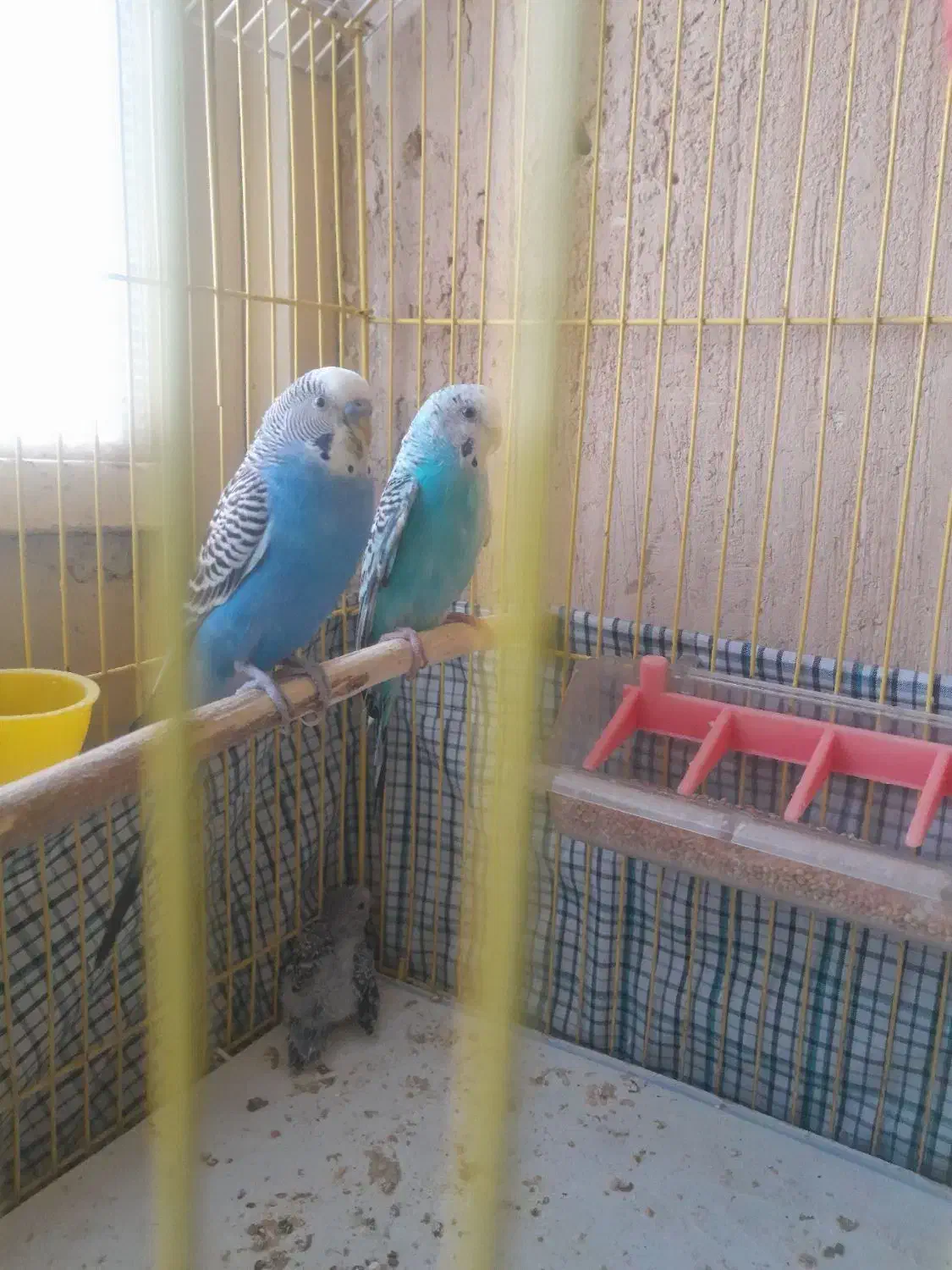 مرغ عشق|پرنده|کرمانشاه, |دیوار