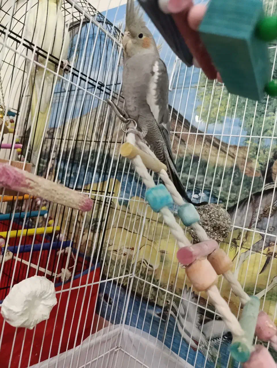 عروس هلندی نر و ماده|پرنده|ورامین, خیر آباد|دیوار