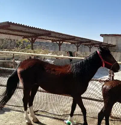 مادیون ۶ ساله|اسب و تجهیزات اسبسواری|سقز, |دیوار