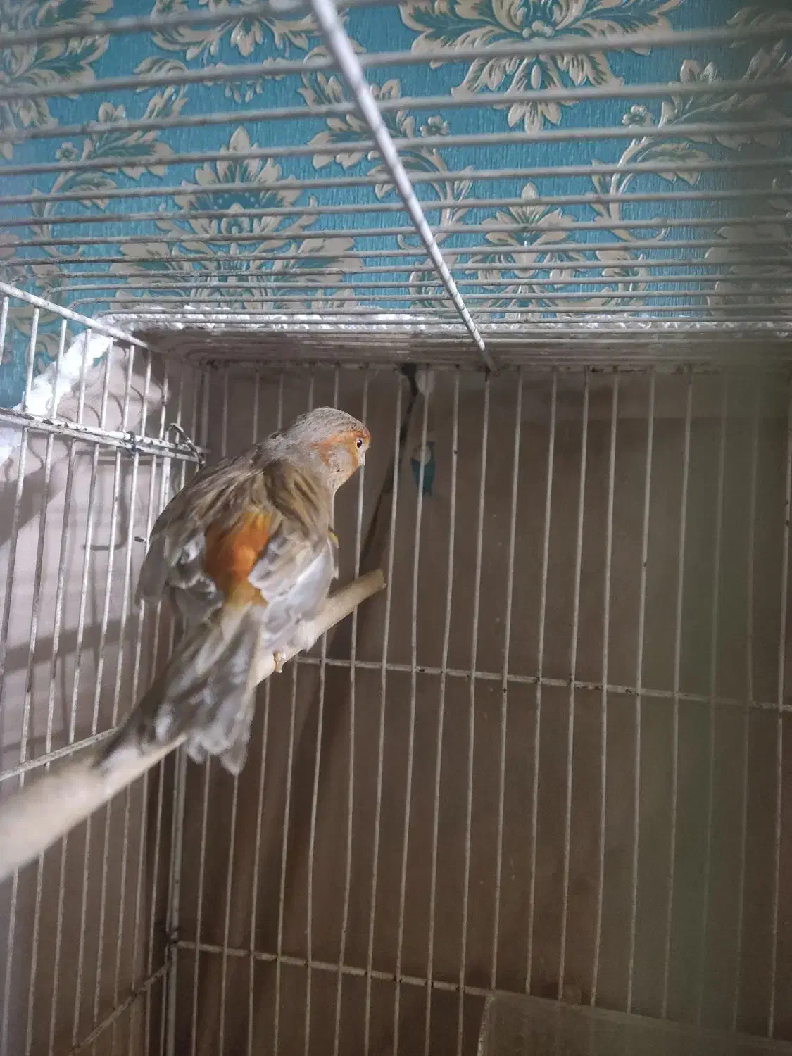 قناری نر سرخ مست|پرنده|تربت‌حیدریه, کوی شهید احمدزاده ملکی|دیوار