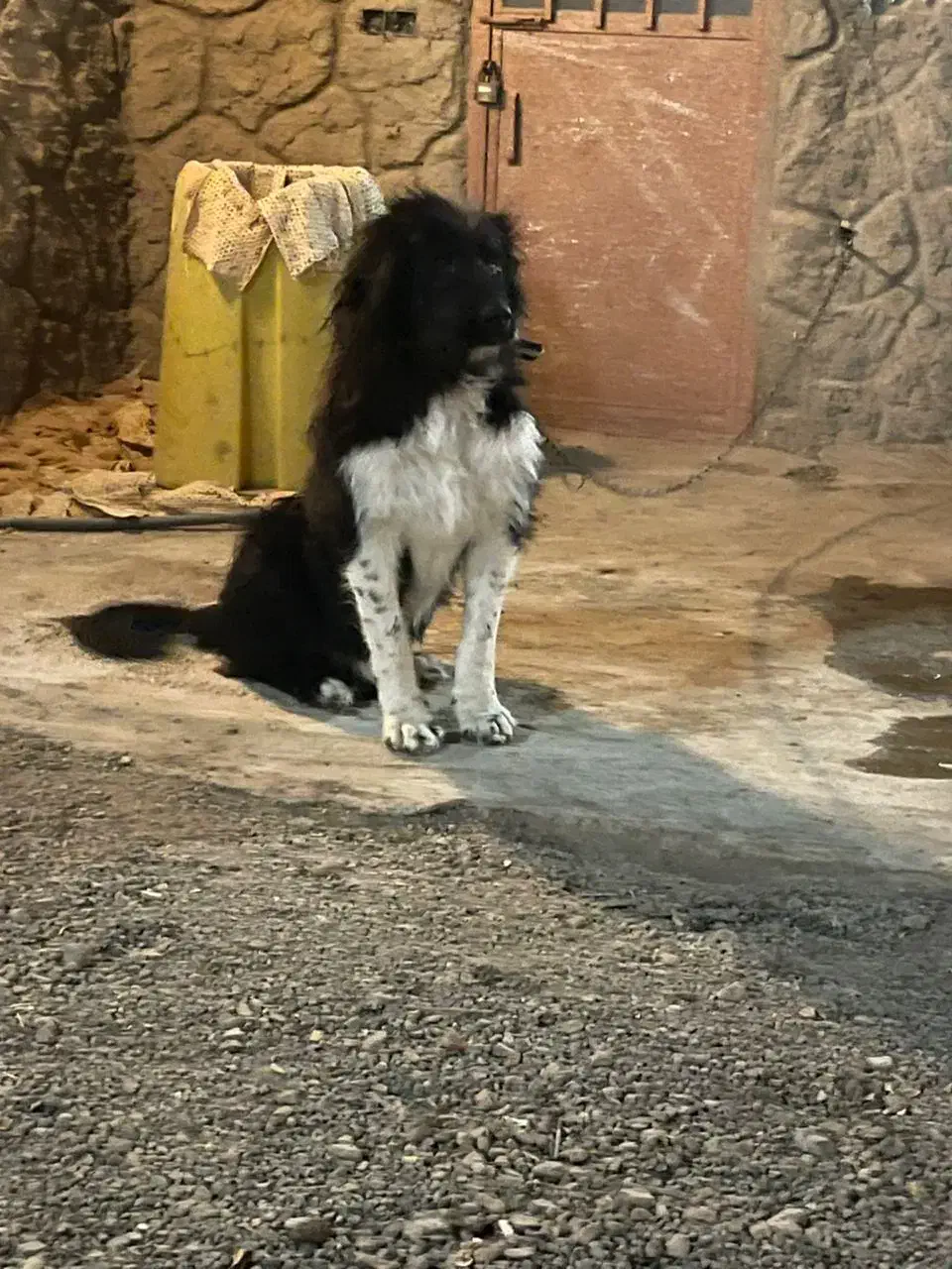 سگ ریشی درشت|سگ|اصفهان, زیار|دیوار