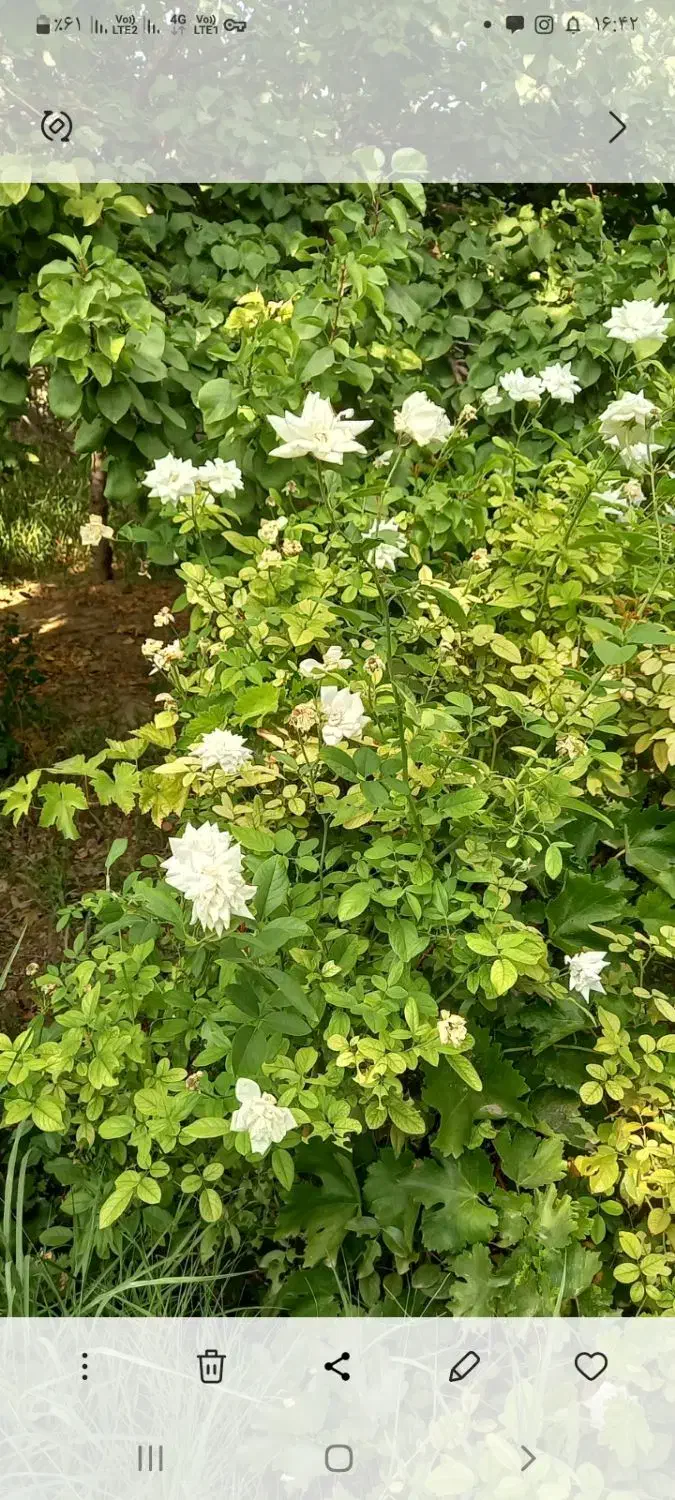 فروش باغ تهاتر با واحد و خودرو|فروش زمین و ملک کلنگی|رباطکریم, منجیل آباد|دیوار