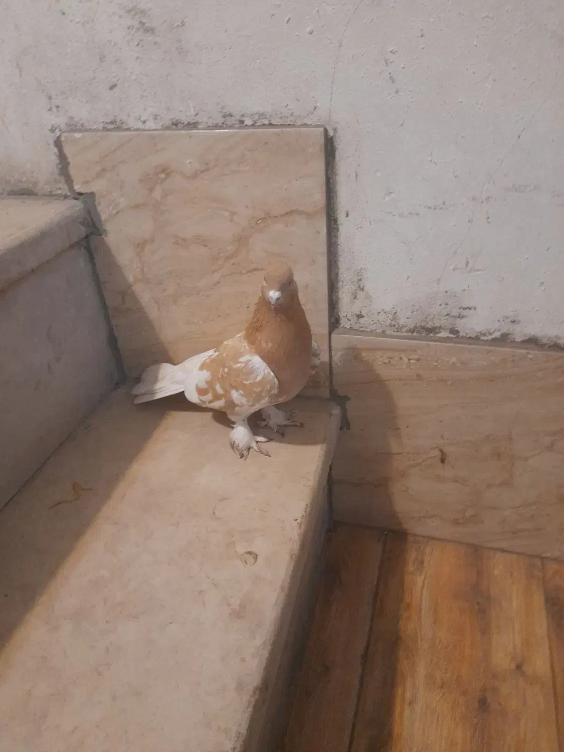 کله زرد ماده|پرنده|شیراز, کوشک میدان|دیوار