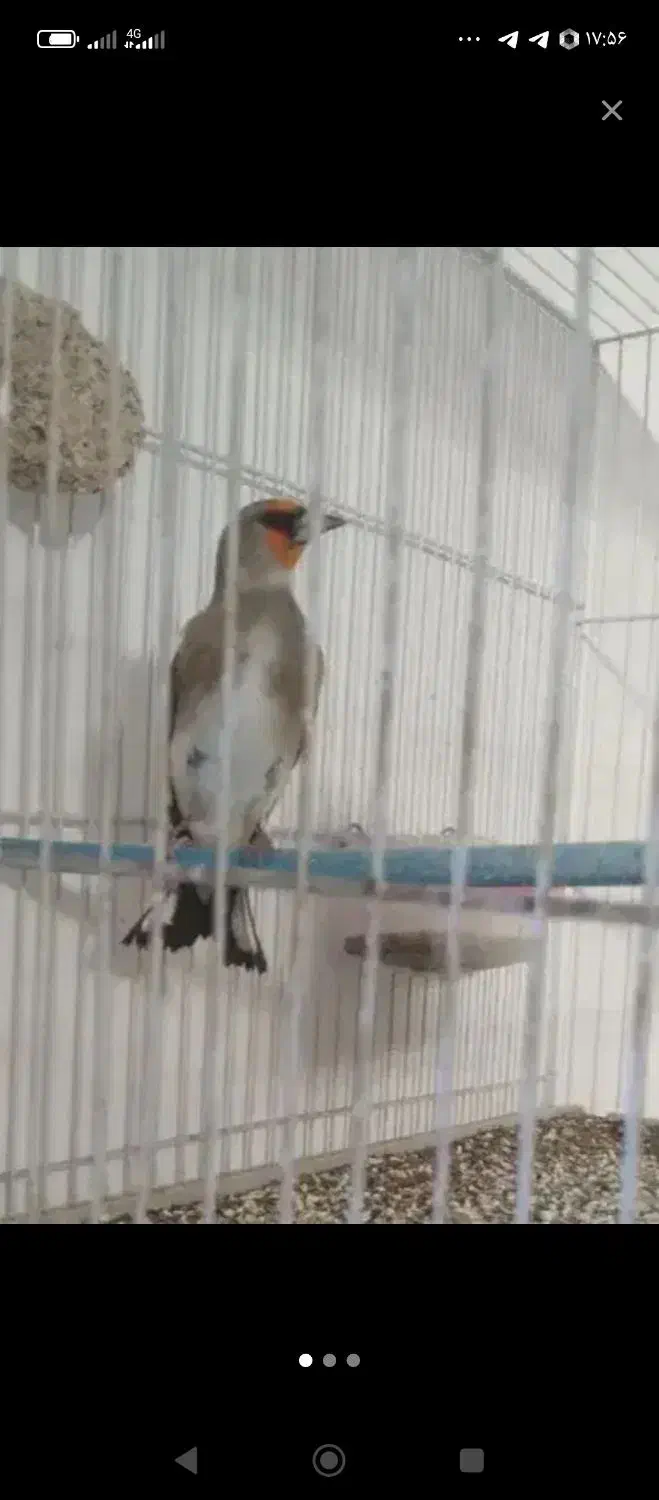 قناری|پرنده|خواف, |دیوار