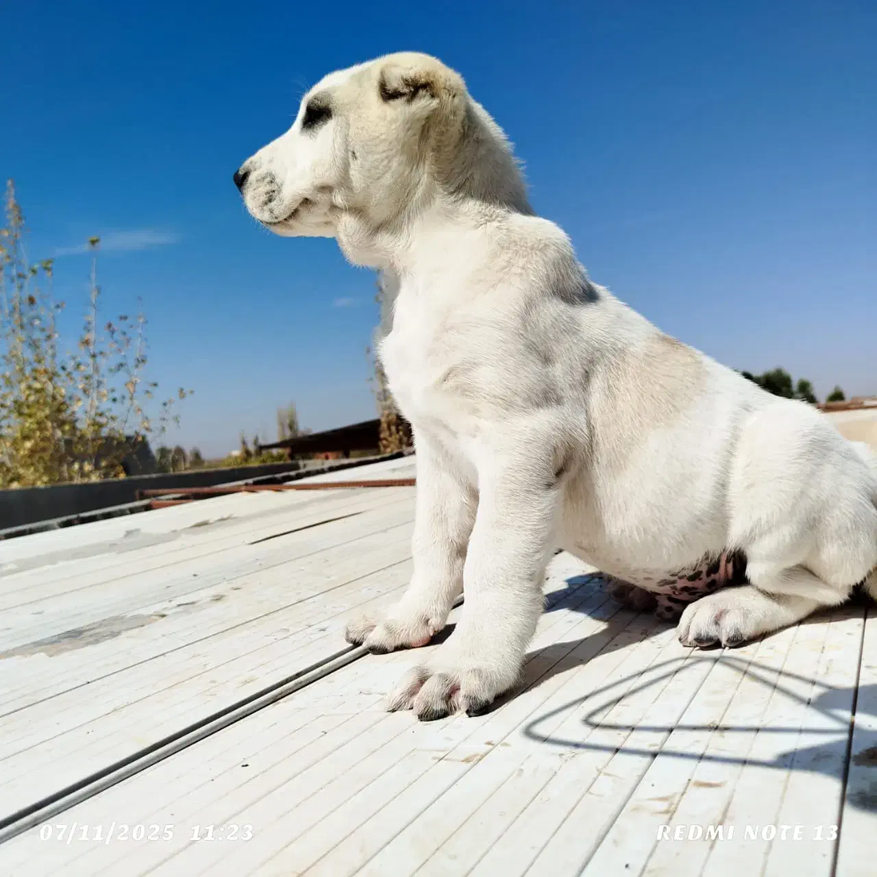 سگ آلابای|سگ|ماهان, |دیوار