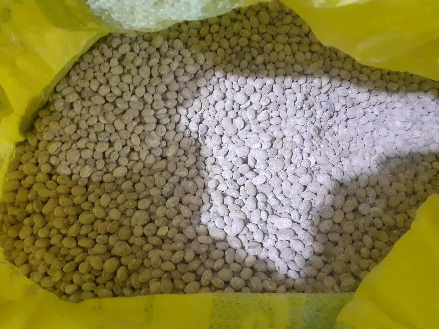 بذر لوبیا چیتی رقم کوشا|عمده‌فروشی|منوجان, |دیوار