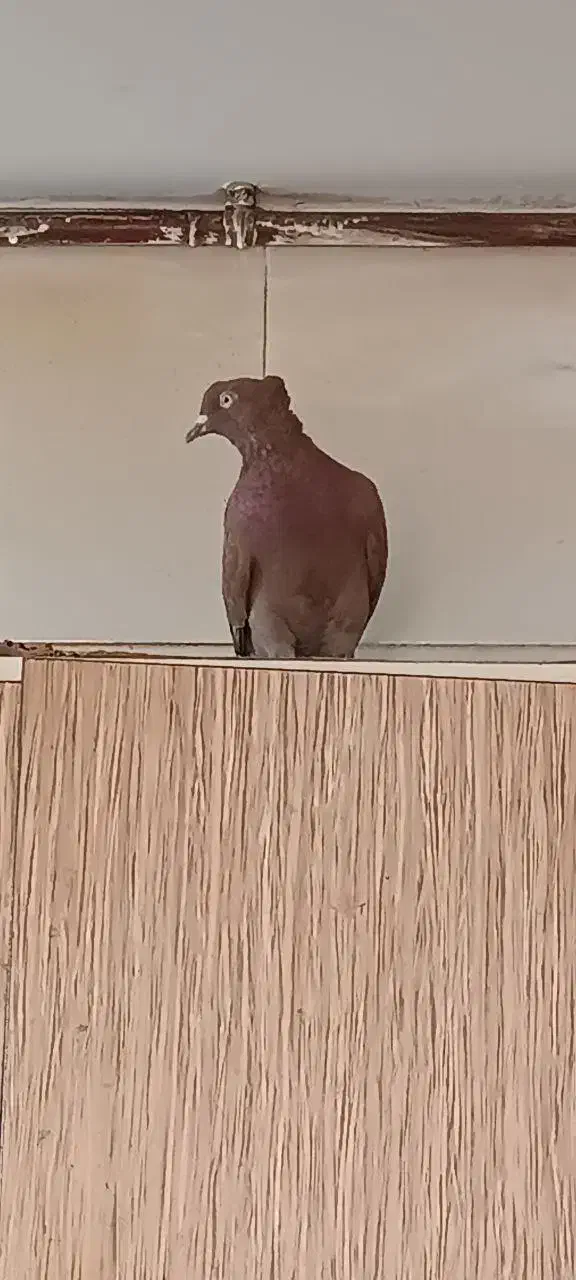 سرخ دم سفید سالم و سرحال|پرنده|مشهد, شهید قربانی|دیوار