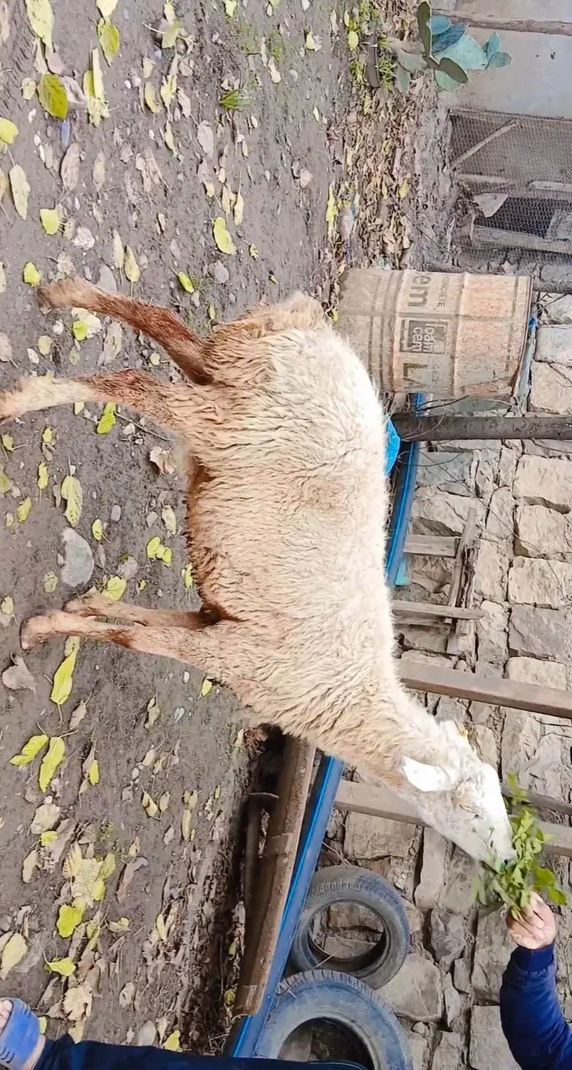 گوسفندبره دار|حیوانات مزرعه|گرگان, |دیوار