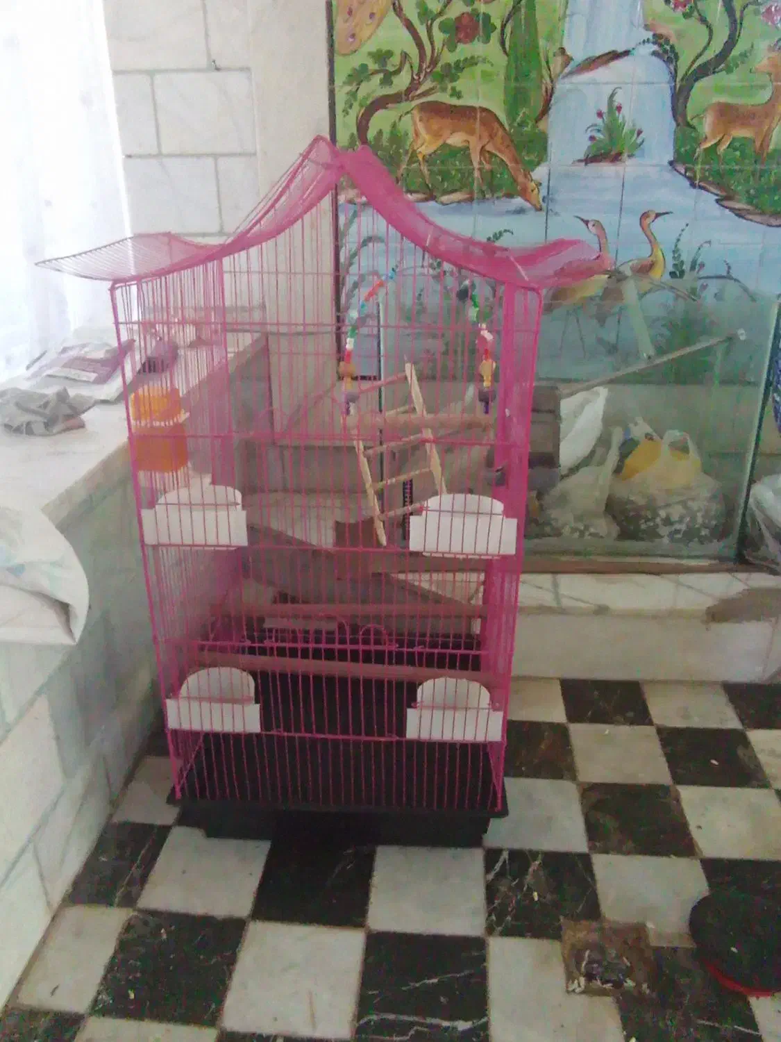 قفس کاسکو و عروس هلندی|لوازم جانبی حیوانات|کرمان, |دیوار