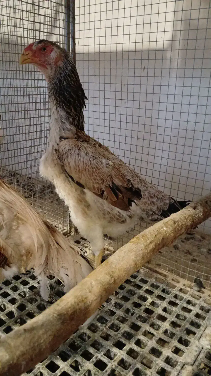 مرغ و خروس اوشامو شجره دار|حیوانات مزرعه|تهران, وردآورد|دیوار