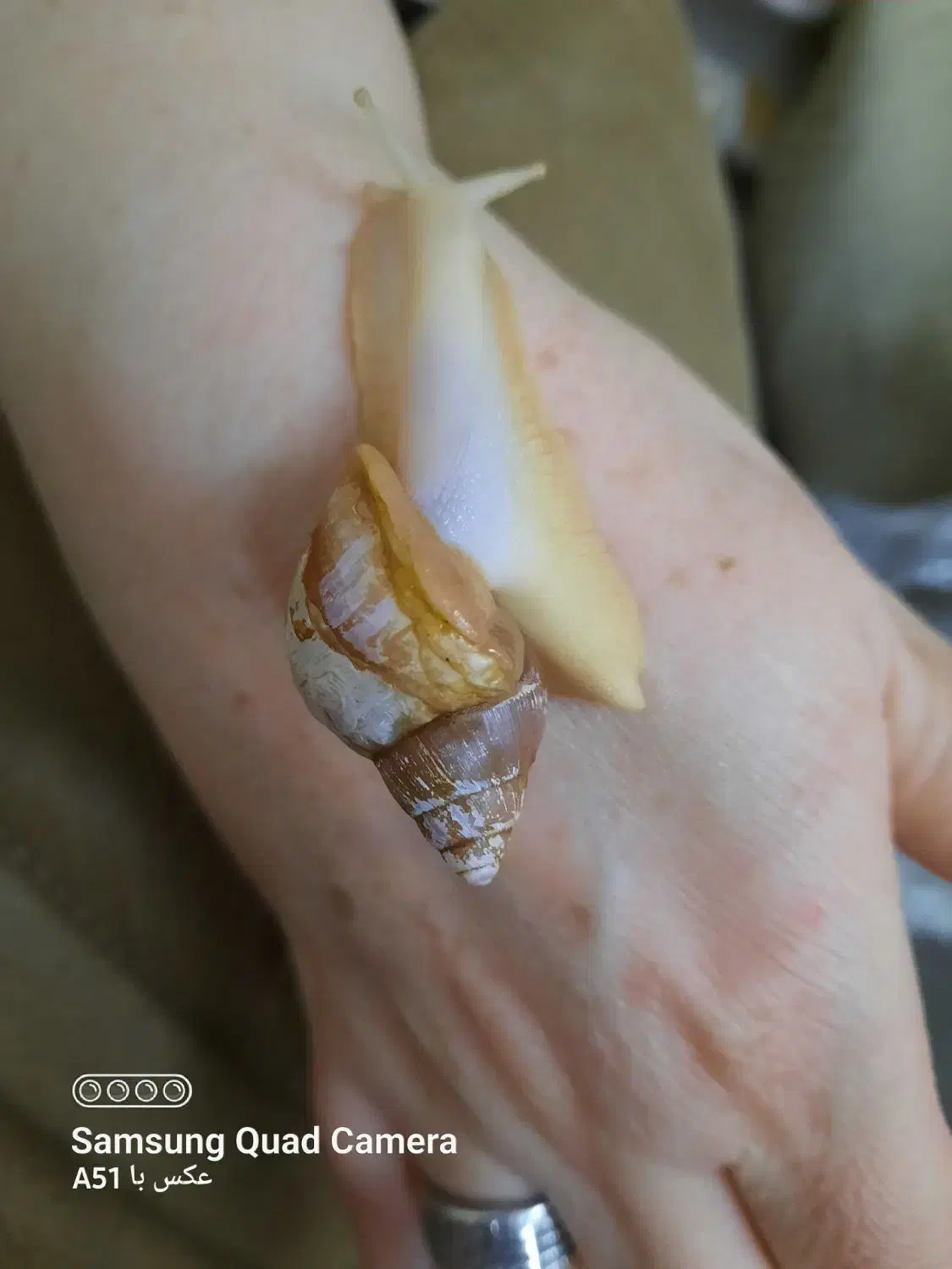 حلزون کلاژن ساز|آرایشی، بهداشتی، درمانی|مشکیندشت, |دیوار