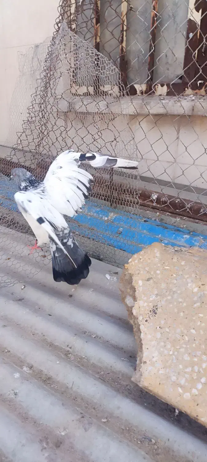 شیخ|حیوانات|آبادان, |دیوار