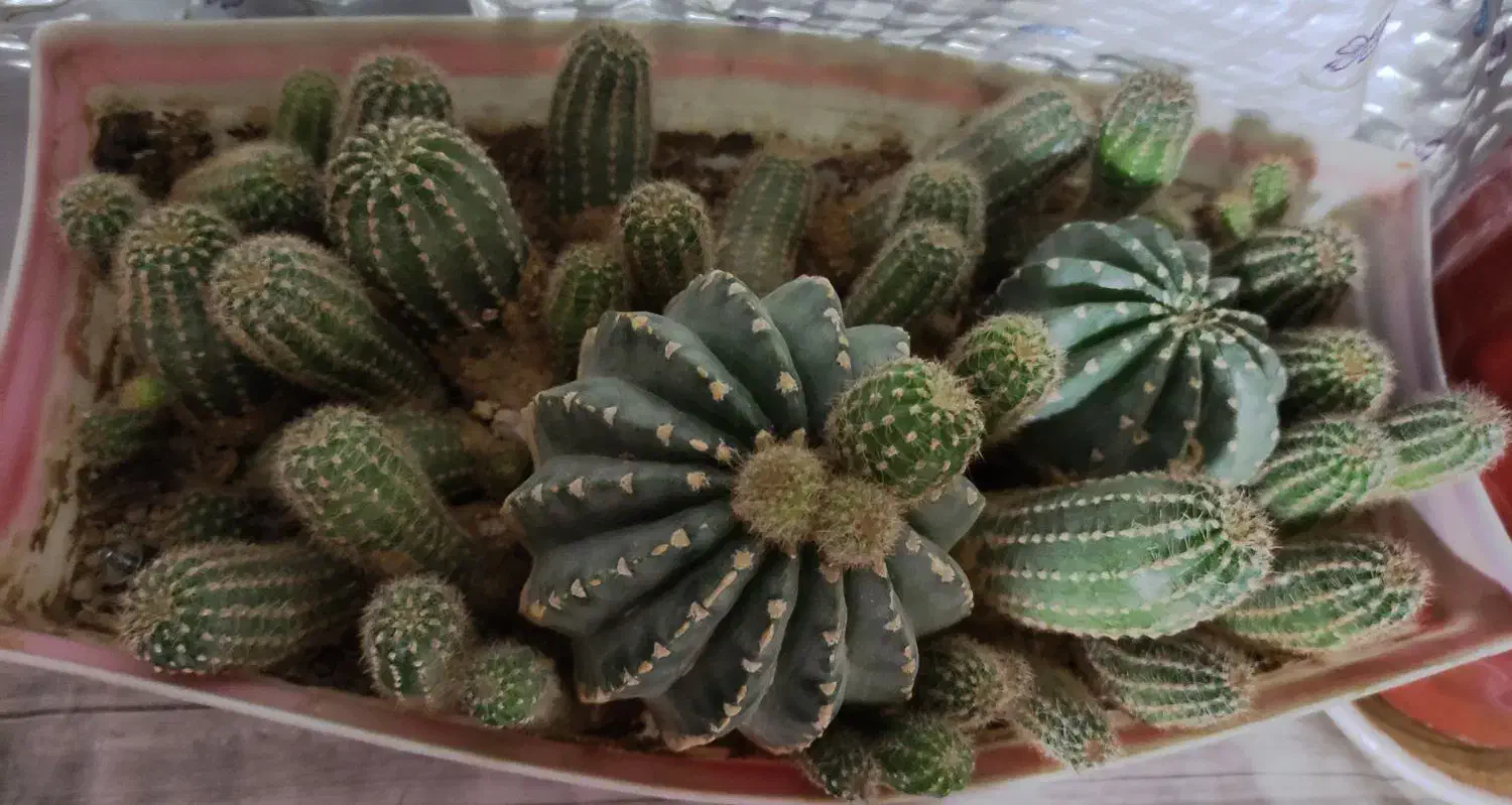 گل کاکتوس|گل و گیاه طبیعی|بجنورد, |دیوار