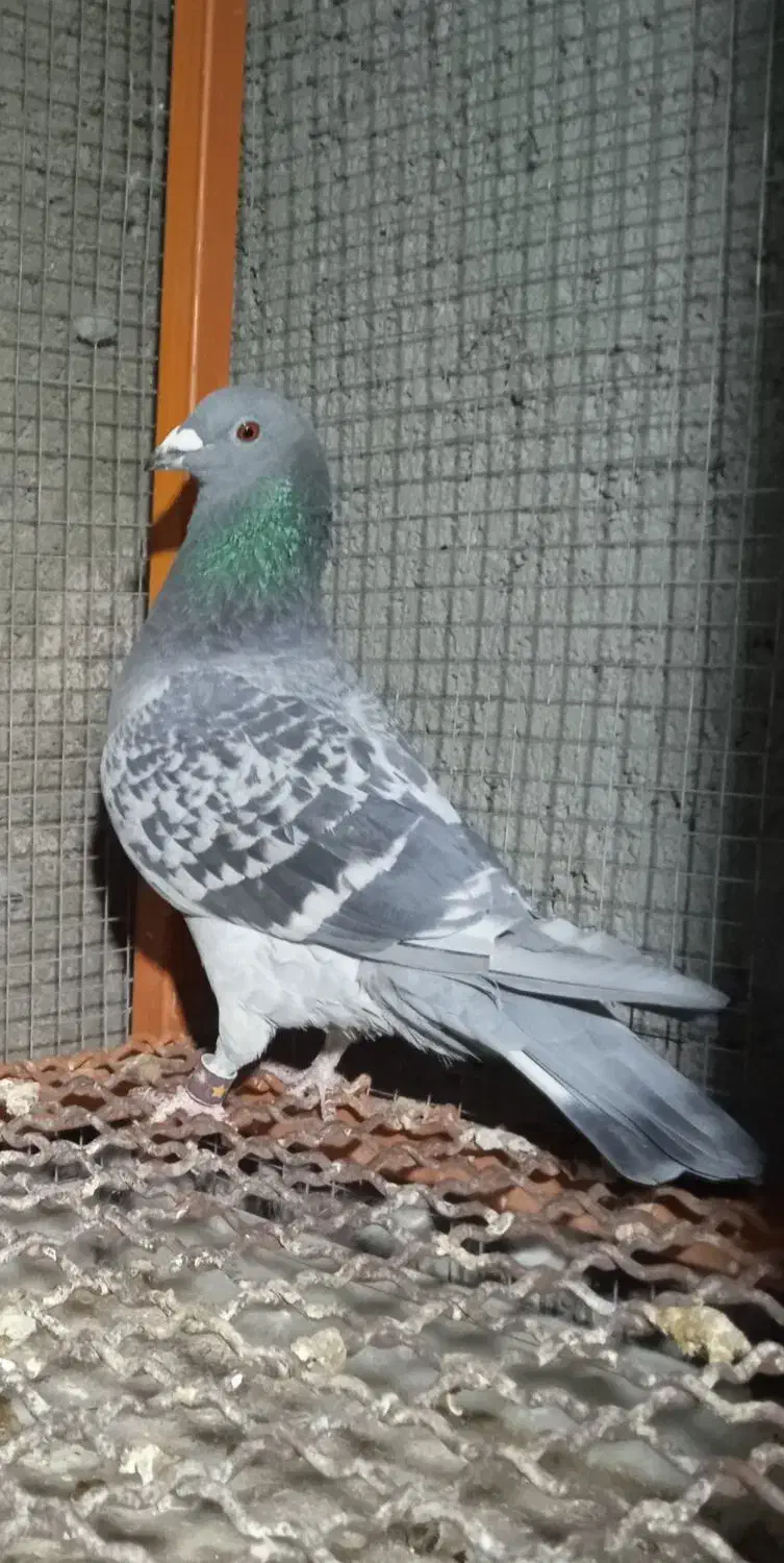 ۲عددماده مسافتی|پرنده|یزد, |دیوار