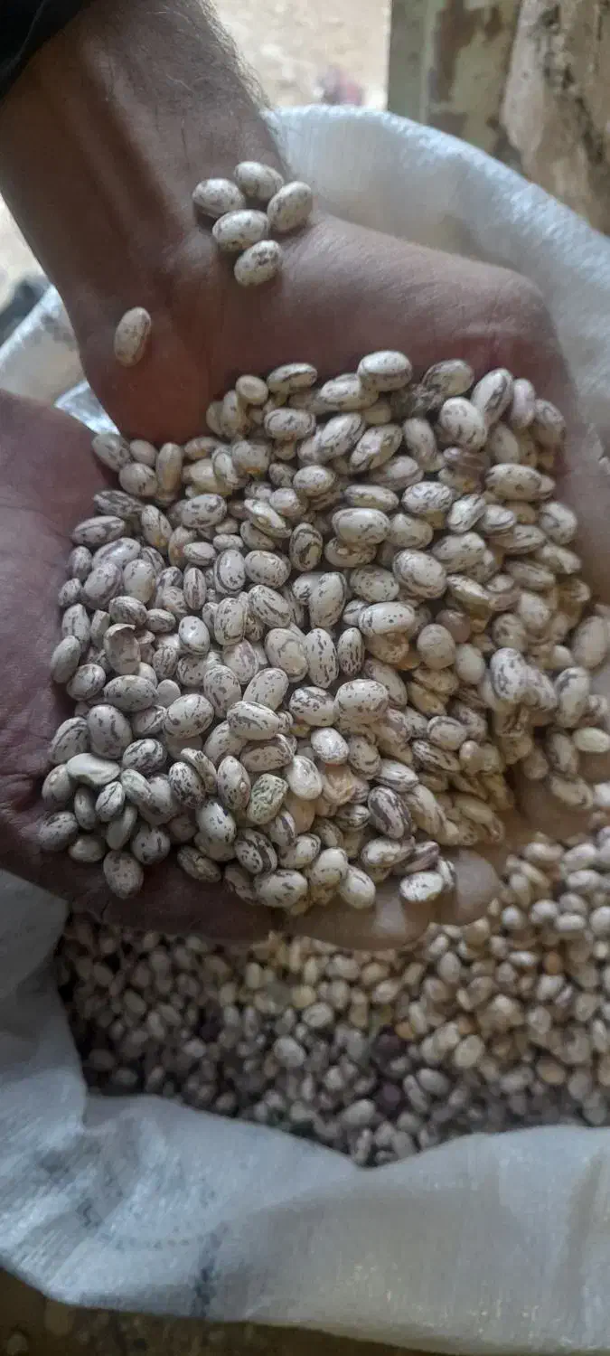 لوبیا چیتی خوشگل و تمیز درجه یک|عمده‌فروشی|فریدونشهر, |دیوار