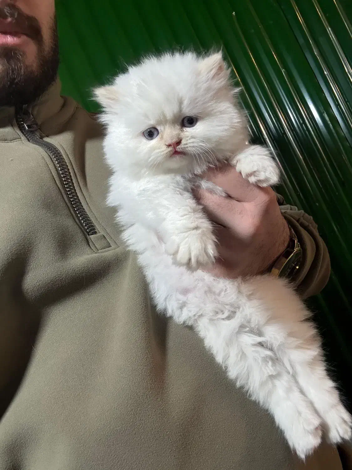 گربه های پرشین اسکاتیش بریتیش توله|گربه|شیراز, وصال|دیوار