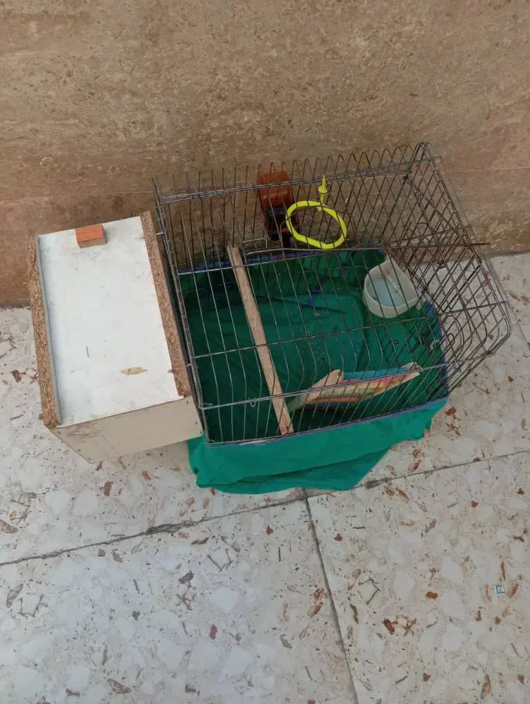 قفس پرنده|لوازم جانبی حیوانات|بندر ماهشهر, |دیوار