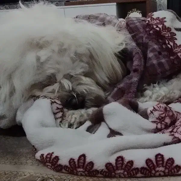 گمشده|سگ|همدان, |دیوار