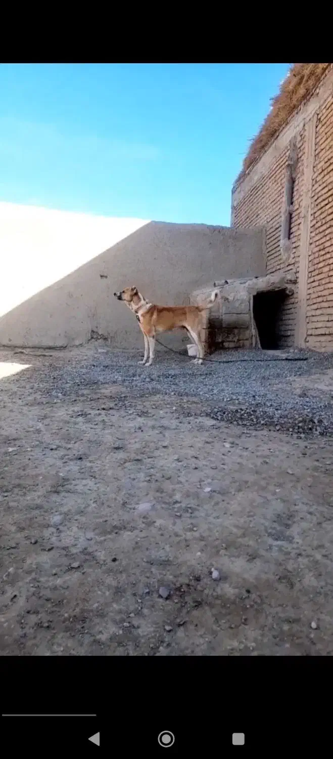 سک کله ای بشرط سالم|سگ|هریس, |دیوار