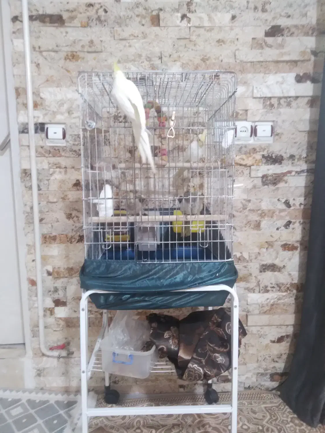 عروس هلندی|پرنده|شهریار, شهریار|دیوار