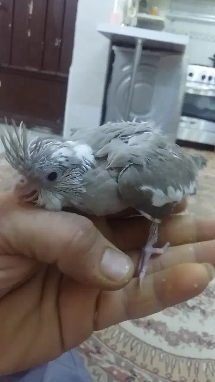 عروس هلندی سرلاکی|پرنده|اهواز, شهرک نفت|دیوار