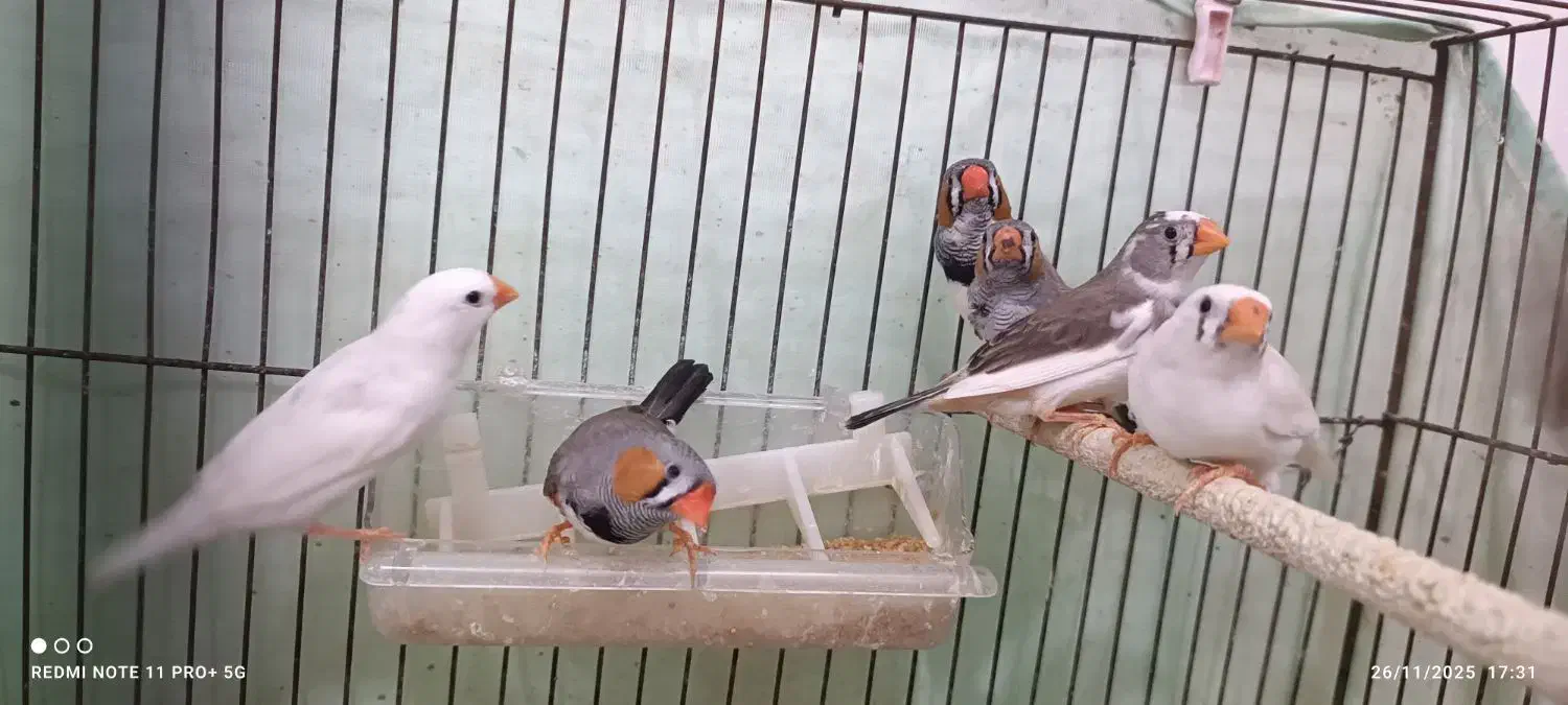 فنچ نروماده،سفید و رنگی،بالغ|پرنده|قرچک, محمد آباد|دیوار