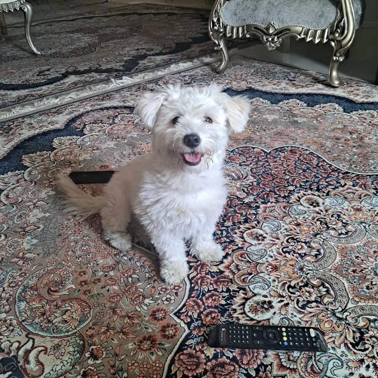 سگ گمشده|حیوانات|اصفهان, شهرک صنعتی امیرکبیر (شاپور جدید)|دیوار