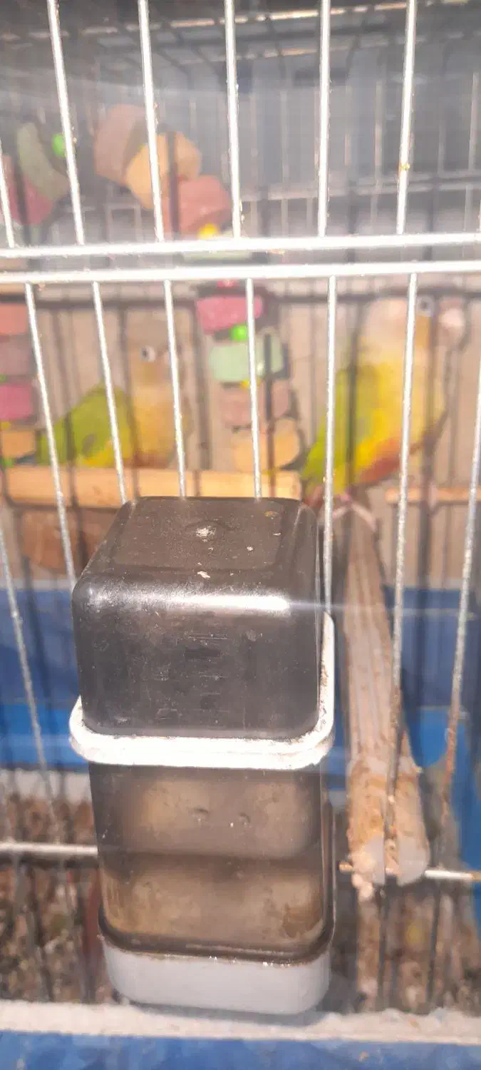 گرینچیک|پرنده|قم, یزدانشهر|دیوار