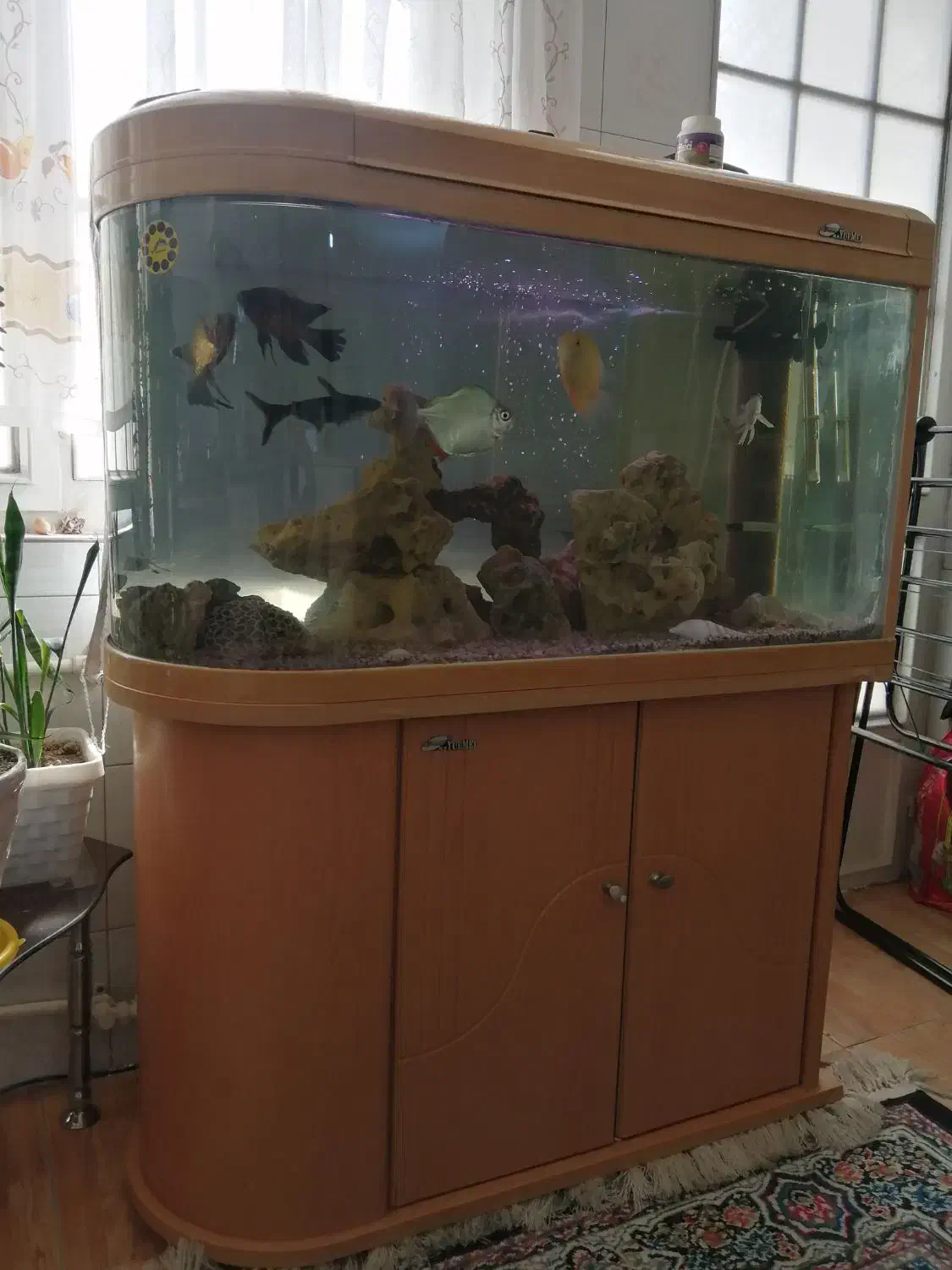 آکواریوم یو شکل (u) شیشه خم،کاملا سالم|ماهی|تهران, دهقان|دیوار