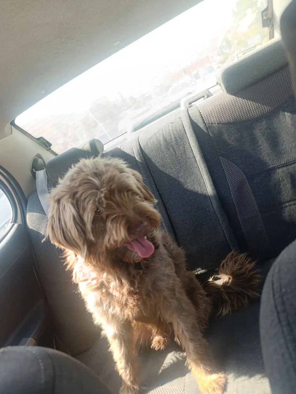 سگ شیتسو  پودل  معاوضه با سیستم باند|سگ|تهران, تهرانپارس غربی|دیوار