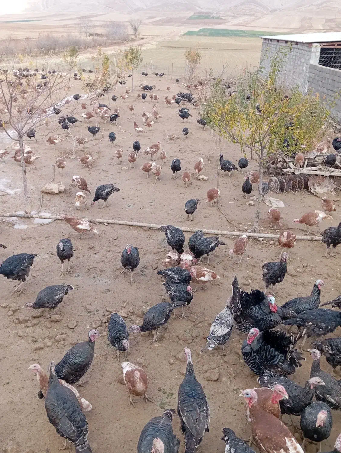 فروش بوقلمون|حیوانات مزرعه|کوهدشت, |دیوار