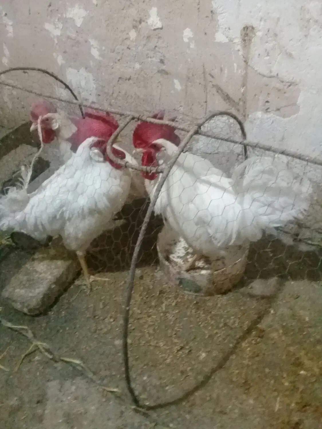 خروس سفید سالم و سرحال|حیوانات مزرعه|بجنورد, |دیوار