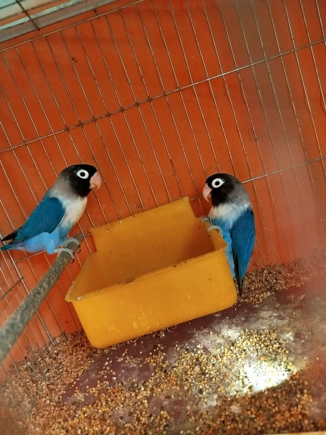 طوطی برزیلی|پرنده|علیآباد کتول, |دیوار