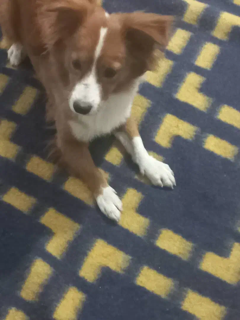 سگ پاکوتاه نر|سگ|بندرعباس, |دیوار