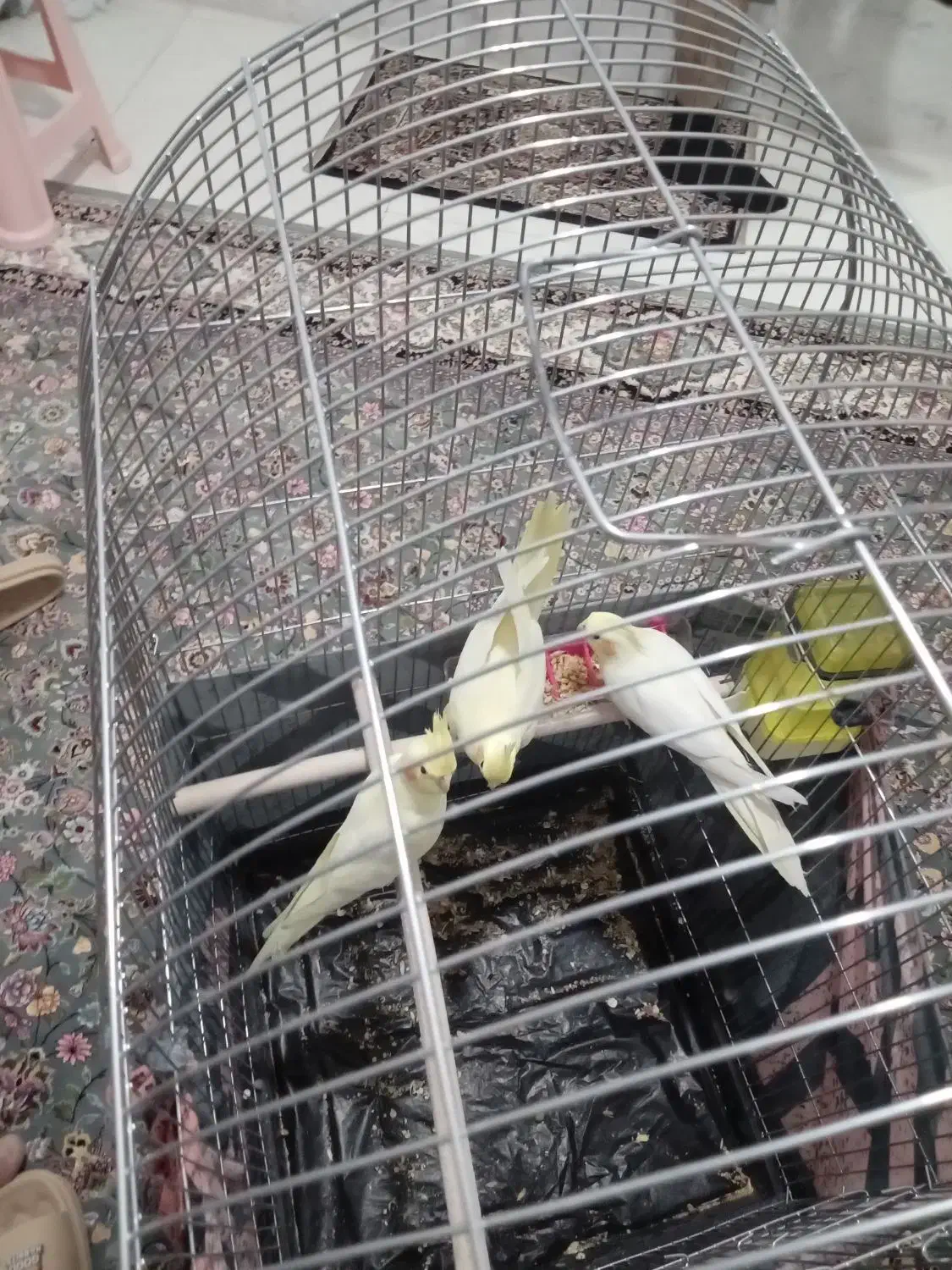 سه عددعروس هلندی|پرنده|اراک, |دیوار