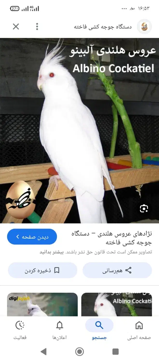 عروس هلندی|پرنده|کاشان, مزرعه نواب|دیوار