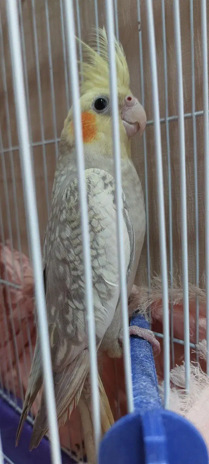 عروس هلندی|پرنده|تهران, شارق|دیوار