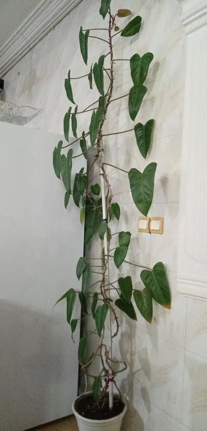 سلام گل سوسن عنکبودی بزرگ سر حال|گل و گیاه طبیعی|نیشابور, بزرگمهر|دیوار