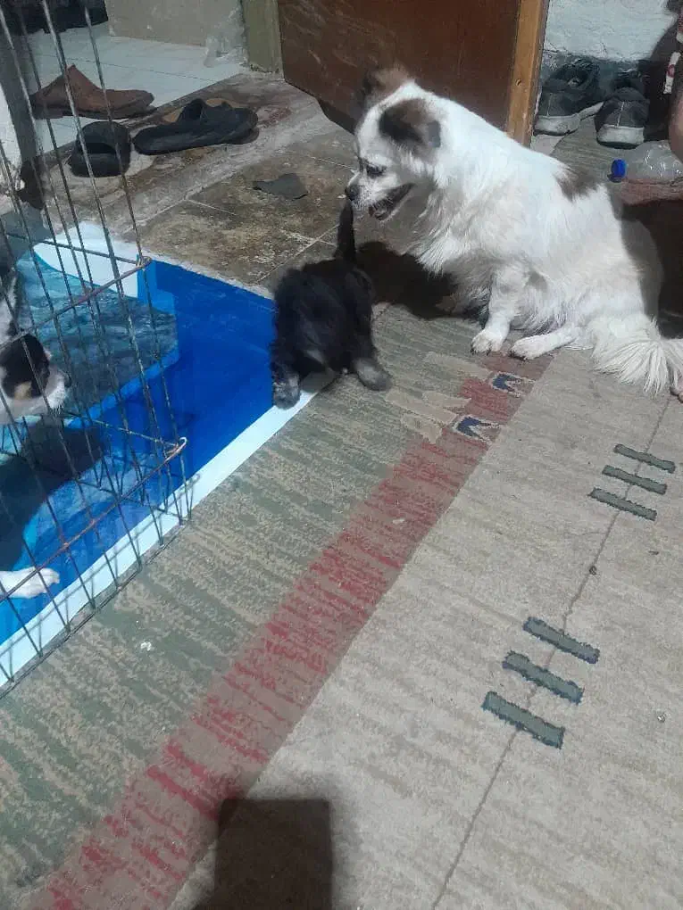 یک قلاده اشمیتز هواهوا وتوله اش مشکی سینه سفید|سگ|شیراز, شهرک سراج|دیوار